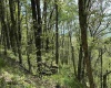 1019 Thunderstruck Road, Harman, West Virginia 26270, ,Lots/land,For Sale,Thunderstruck,10164997