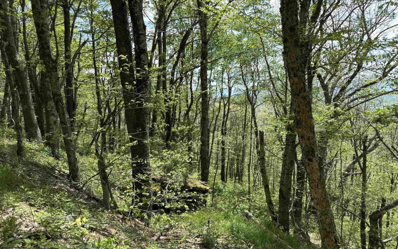 1019 Thunderstruck Road, Harman, West Virginia 26270, ,Lots/land,For Sale,Thunderstruck,10164997