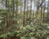 Lot 70 Monte Carlo Court, Davis, West Virginia 26260, ,Lots/land,For Sale,Monte Carlo,10165002