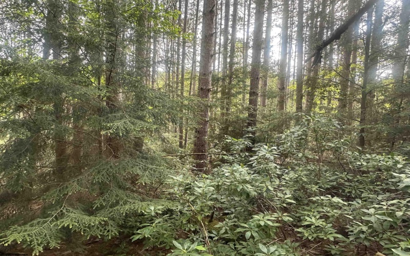 Lot 70 Monte Carlo Court, Davis, West Virginia 26260, ,Lots/land,For Sale,Monte Carlo,10165002