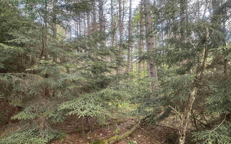 Lot 70 Monte Carlo Court, Davis, West Virginia 26260, ,Lots/land,For Sale,Monte Carlo,10165002