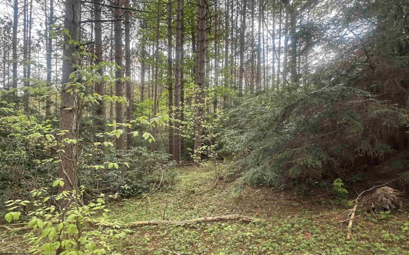 Lot 70 Monte Carlo Court, Davis, West Virginia 26260, ,Lots/land,For Sale,Monte Carlo,10165002
