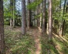 Lot 70 Monte Carlo Court, Davis, West Virginia 26260, ,Lots/land,For Sale,Monte Carlo,10165002