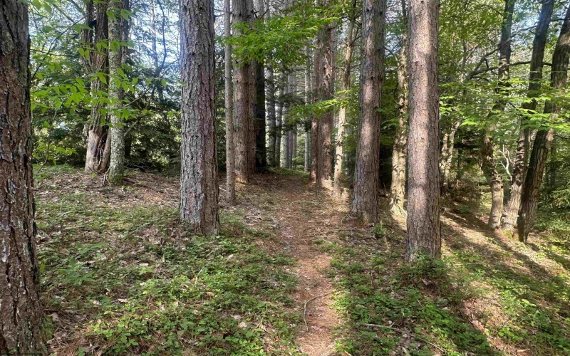 Lot 70 Monte Carlo Court, Davis, West Virginia 26260, ,Lots/land,For Sale,Monte Carlo,10165002