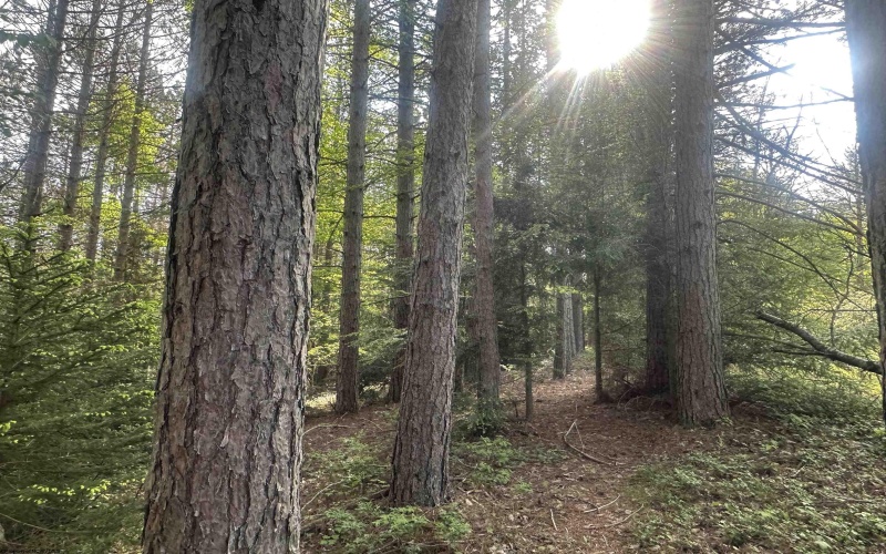 Lot 70 Monte Carlo Court, Davis, West Virginia 26260, ,Lots/land,For Sale,Monte Carlo,10165002