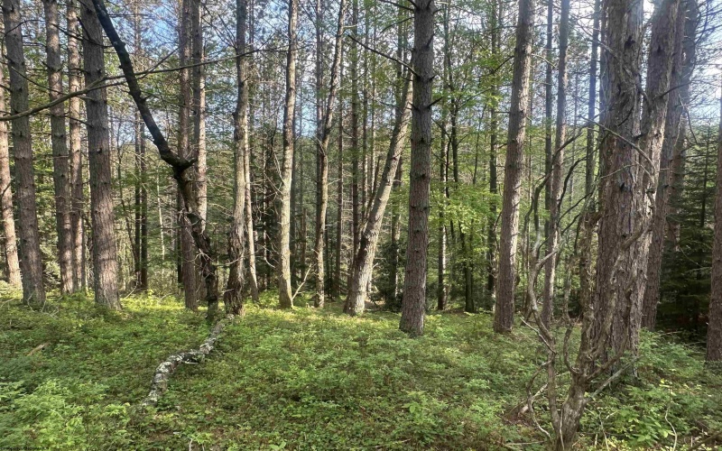 Lot 70 Monte Carlo Court, Davis, West Virginia 26260, ,Lots/land,For Sale,Monte Carlo,10165002