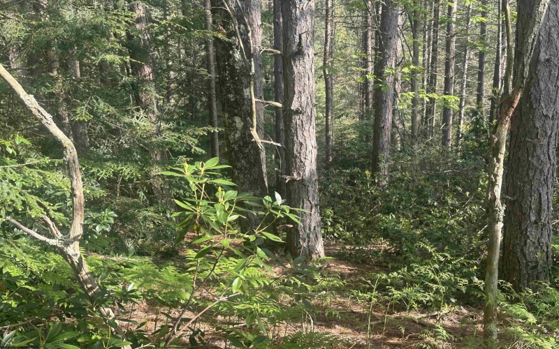 Lot 70 Monte Carlo Court, Davis, West Virginia 26260, ,Lots/land,For Sale,Monte Carlo,10165002