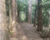Lot 70 Monte Carlo Court, Davis, West Virginia 26260, ,Lots/land,For Sale,Monte Carlo,10165002