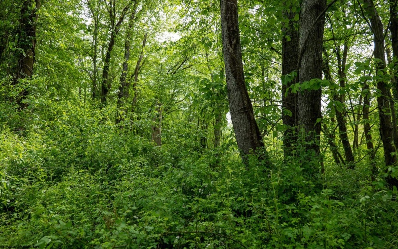 Lot 1 Opekiska Road, Fairmont, West Virginia 26554, ,Lots/land,For Sale,Opekiska,10165027 Lot 1 Opekiska Road, Fairmont, West Virginia 26554, ,Lots/land,For Sale,Opekiska,10165027