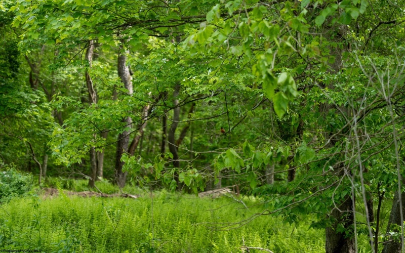 Lot 1 Opekiska Road, Fairmont, West Virginia 26554, ,Lots/land,For Sale,Opekiska,10165027 Lot 1 Opekiska Road, Fairmont, West Virginia 26554, ,Lots/land,For Sale,Opekiska,10165027