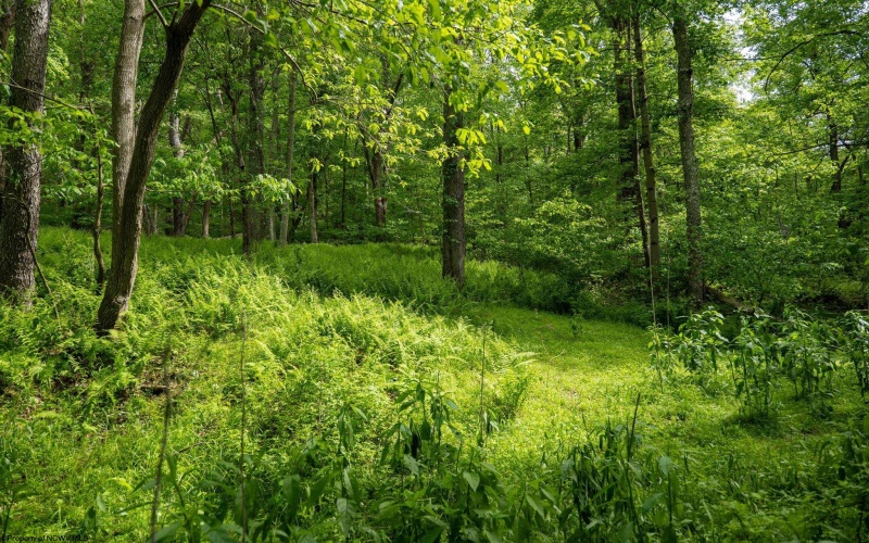 Lot 1 Opekiska Road, Fairmont, West Virginia 26554, ,Lots/land,For Sale,Opekiska,10165027 Lot 1 Opekiska Road, Fairmont, West Virginia 26554, ,Lots/land,For Sale,Opekiska,10165027