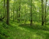 Lot 1 Opekiska Road, Fairmont, West Virginia 26554, ,Lots/land,For Sale,Opekiska,10165027 Lot 1 Opekiska Road, Fairmont, West Virginia 26554, ,Lots/land,For Sale,Opekiska,10165027