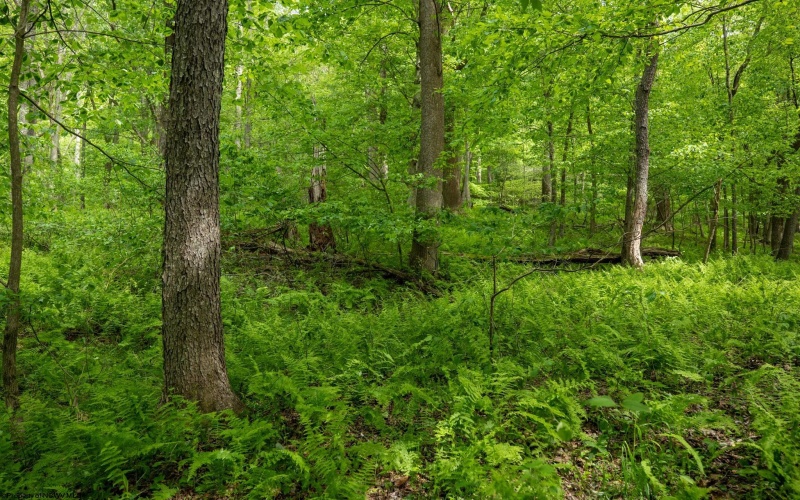 Lot 1 Opekiska Road, Fairmont, West Virginia 26554, ,Lots/land,For Sale,Opekiska,10165027 Lot 1 Opekiska Road, Fairmont, West Virginia 26554, ,Lots/land,For Sale,Opekiska,10165027