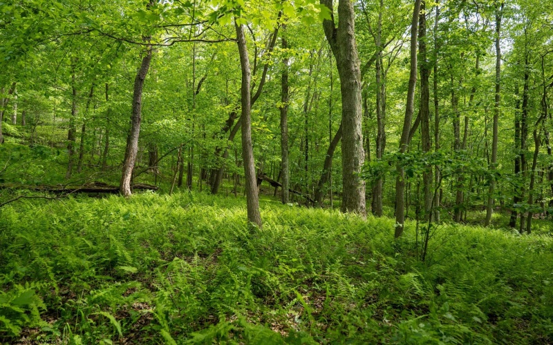 Lot 1 Opekiska Road, Fairmont, West Virginia 26554, ,Lots/land,For Sale,Opekiska,10165027 Lot 1 Opekiska Road, Fairmont, West Virginia 26554, ,Lots/land,For Sale,Opekiska,10165027
