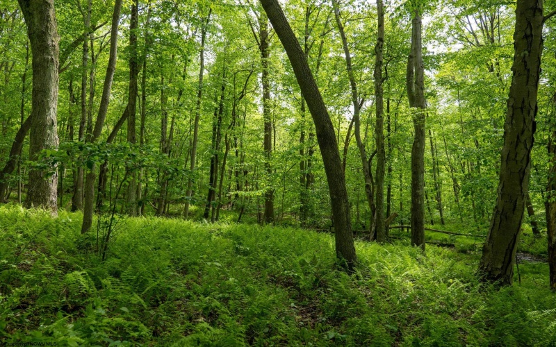 Lot 1 Opekiska Road, Fairmont, West Virginia 26554, ,Lots/land,For Sale,Opekiska,10165027 Lot 1 Opekiska Road, Fairmont, West Virginia 26554, ,Lots/land,For Sale,Opekiska,10165027