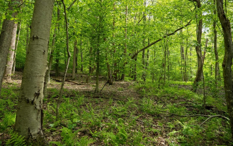 Lot 1 Opekiska Road, Fairmont, West Virginia 26554, ,Lots/land,For Sale,Opekiska,10165027 Lot 1 Opekiska Road, Fairmont, West Virginia 26554, ,Lots/land,For Sale,Opekiska,10165027