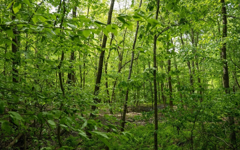 Lot 1 Opekiska Road, Fairmont, West Virginia 26554, ,Lots/land,For Sale,Opekiska,10165027 Lot 1 Opekiska Road, Fairmont, West Virginia 26554, ,Lots/land,For Sale,Opekiska,10165027