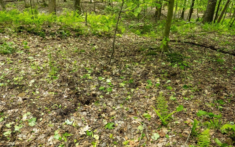Lot 1 Opekiska Road, Fairmont, West Virginia 26554, ,Lots/land,For Sale,Opekiska,10165027 Lot 1 Opekiska Road, Fairmont, West Virginia 26554, ,Lots/land,For Sale,Opekiska,10165027