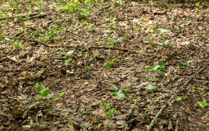 Lot 1 Opekiska Road, Fairmont, West Virginia 26554, ,Lots/land,For Sale,Opekiska,10165027 Lot 1 Opekiska Road, Fairmont, West Virginia 26554, ,Lots/land,For Sale,Opekiska,10165027