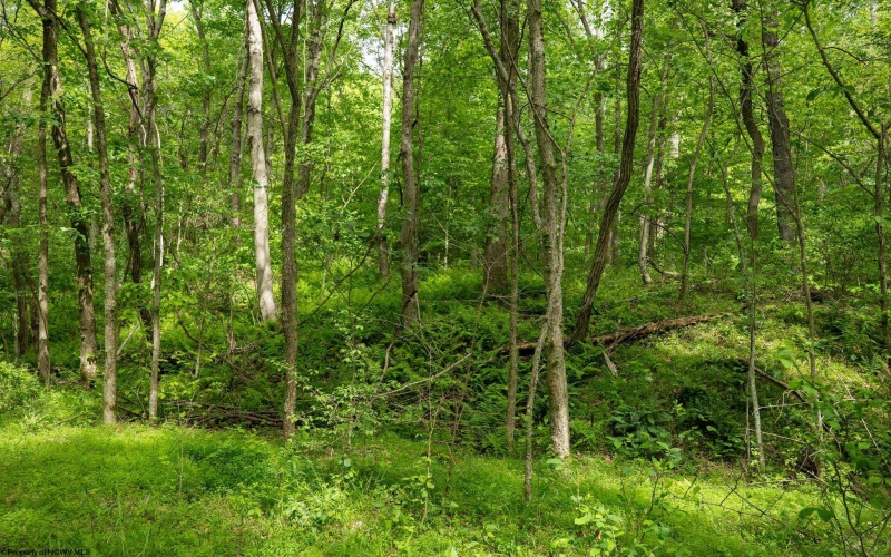 Lot 1 Opekiska Road, Fairmont, West Virginia 26554, ,Lots/land,For Sale,Opekiska,10165027 Lot 1 Opekiska Road, Fairmont, West Virginia 26554, ,Lots/land,For Sale,Opekiska,10165027