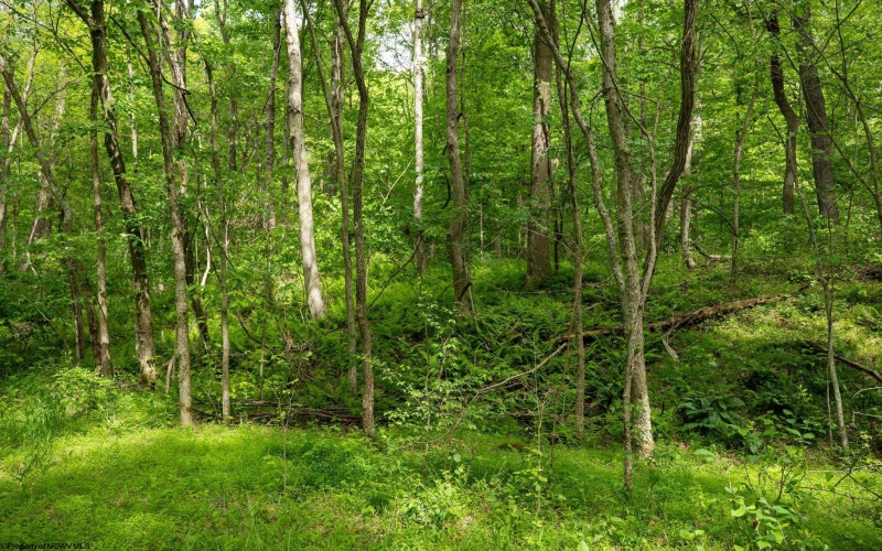 Lot 1 Opekiska Road, Fairmont, West Virginia 26554, ,Lots/land,For Sale,Opekiska,10165027 Lot 1 Opekiska Road, Fairmont, West Virginia 26554, ,Lots/land,For Sale,Opekiska,10165027