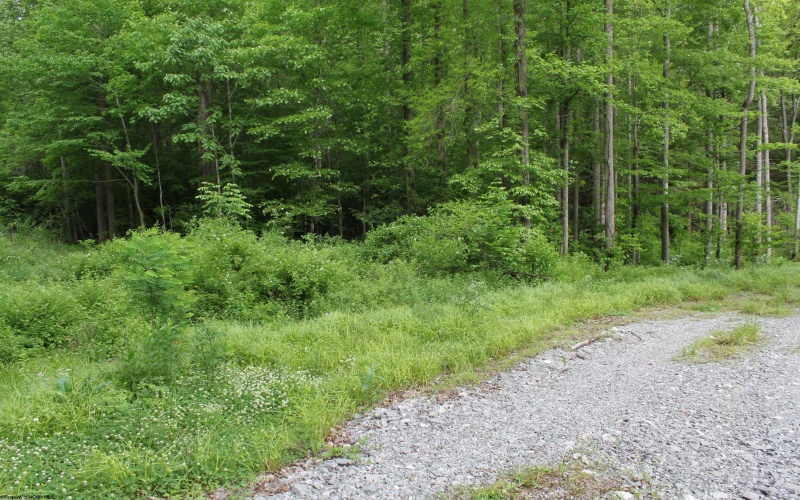 390 Big Sycamore Road, Webster Springs, West Virginia 26288, ,Lots/land,For Sale,Big Sycamore,10165058