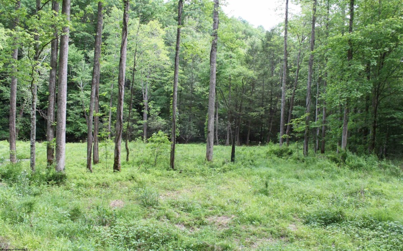 390 Big Sycamore Road, Webster Springs, West Virginia 26288, ,Lots/land,For Sale,Big Sycamore,10165058