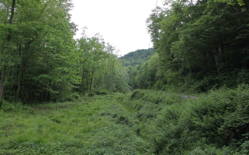 390 Big Sycamore Road, Webster Springs, West Virginia 26288, ,Lots/land,For Sale,Big Sycamore,10165058