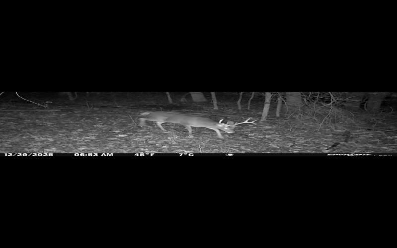 390 Big Sycamore Road, Webster Springs, West Virginia 26288, ,Lots/land,For Sale,Big Sycamore,10165058
