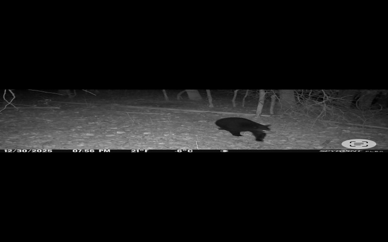 390 Big Sycamore Road, Webster Springs, West Virginia 26288, ,Lots/land,For Sale,Big Sycamore,10165058