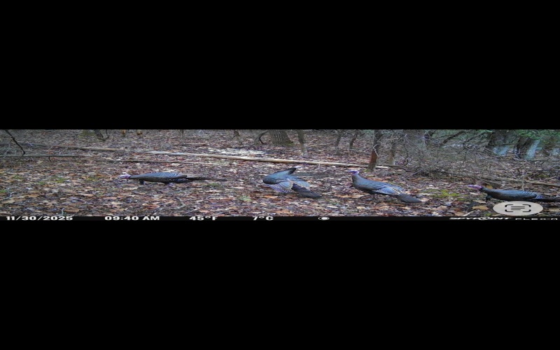 390 Big Sycamore Road, Webster Springs, West Virginia 26288, ,Lots/land,For Sale,Big Sycamore,10165058