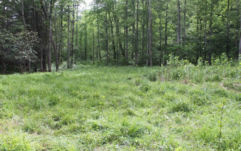 390 Big Sycamore Road, Webster Springs, West Virginia 26288, ,Lots/land,For Sale,Big Sycamore,10165058