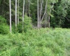 390 Big Sycamore Road, Webster Springs, West Virginia 26288, ,Lots/land,For Sale,Big Sycamore,10165058