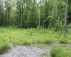 390 Big Sycamore Road, Webster Springs, West Virginia 26288, ,Lots/land,For Sale,Big Sycamore,10165058