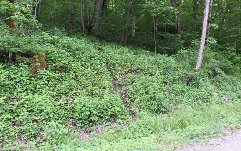 390 Big Sycamore Road, Webster Springs, West Virginia 26288, ,Lots/land,For Sale,Big Sycamore,10165058