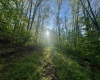 Tract A John Orr Road, Independence, West Virginia 26374, ,Lots/land,For Sale,John Orr,10165046
