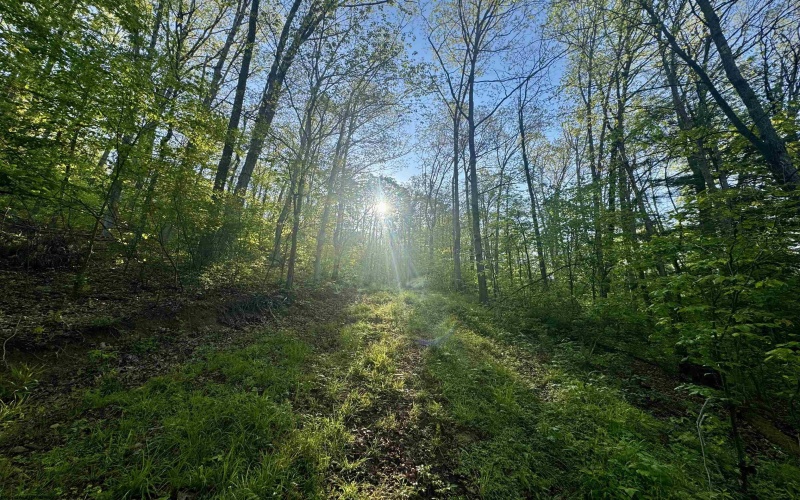 Tract A John Orr Road, Independence, West Virginia 26374, ,Lots/land,For Sale,John Orr,10165046