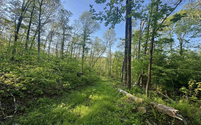 Tract A John Orr Road, Independence, West Virginia 26374, ,Lots/land,For Sale,John Orr,10165046