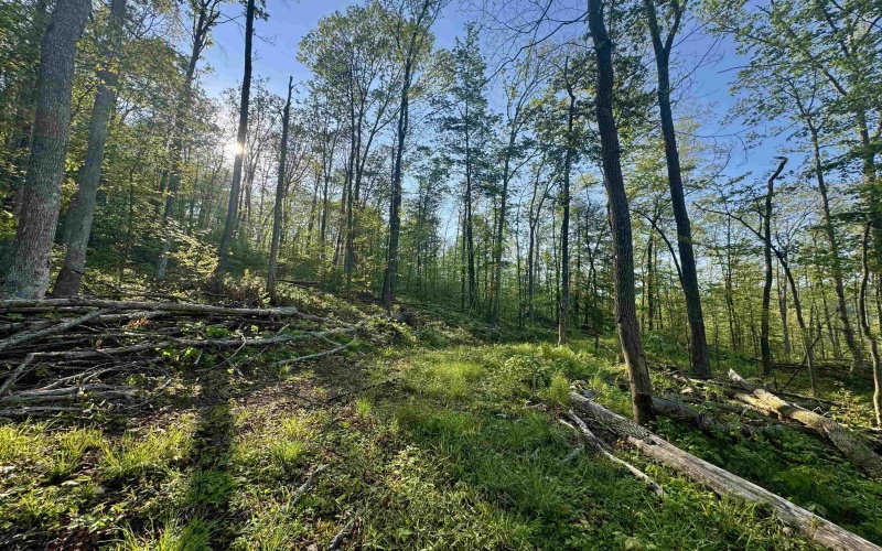 Tract A John Orr Road, Independence, West Virginia 26374, ,Lots/land,For Sale,John Orr,10165046