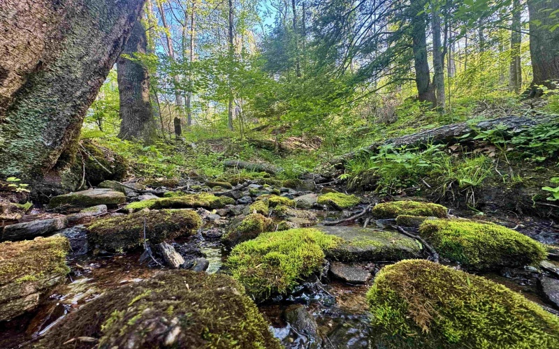 Tract A John Orr Road, Independence, West Virginia 26374, ,Lots/land,For Sale,John Orr,10165046
