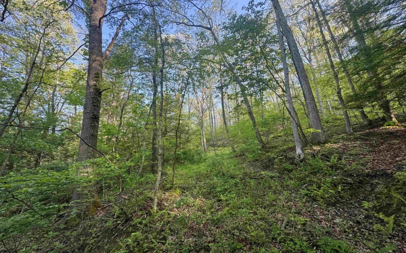 Tract A John Orr Road, Independence, West Virginia 26374, ,Lots/land,For Sale,John Orr,10165046