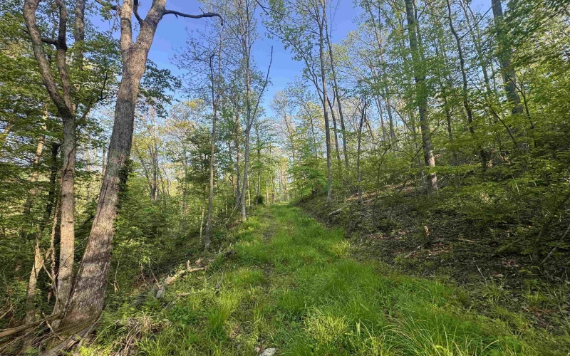 Tract A John Orr Road, Independence, West Virginia 26374, ,Lots/land,For Sale,John Orr,10165046