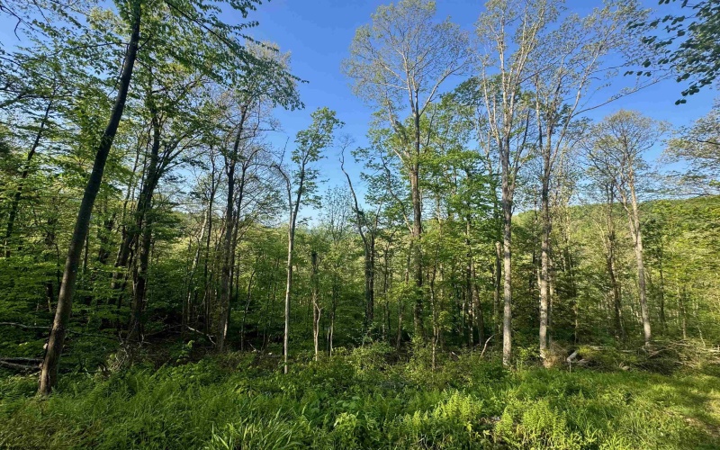 Tract A John Orr Road, Independence, West Virginia 26374, ,Lots/land,For Sale,John Orr,10165046