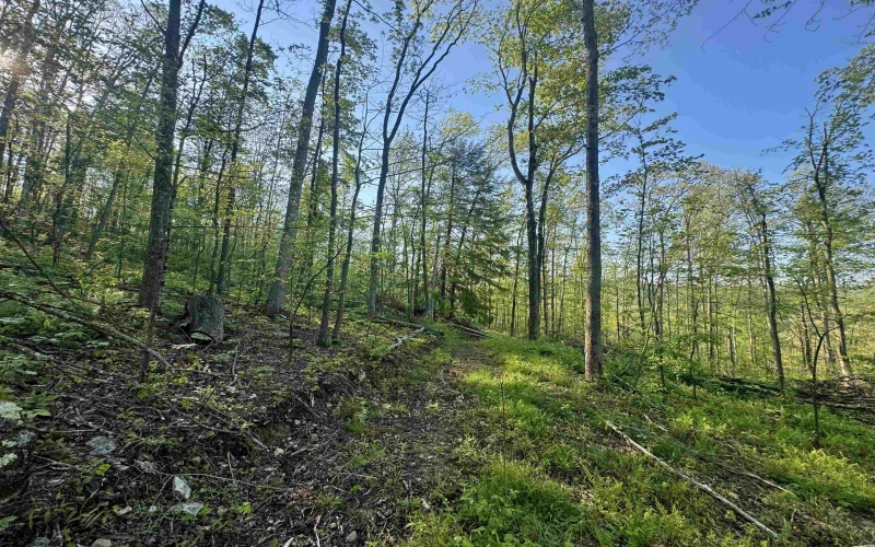 Tract A John Orr Road, Independence, West Virginia 26374, ,Lots/land,For Sale,John Orr,10165046