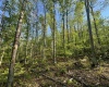 Tract A John Orr Road, Independence, West Virginia 26374, ,Lots/land,For Sale,John Orr,10165046