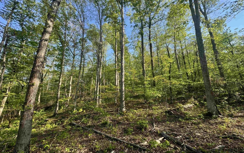 Tract A John Orr Road, Independence, West Virginia 26374, ,Lots/land,For Sale,John Orr,10165046