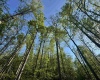 Tract A John Orr Road, Independence, West Virginia 26374, ,Lots/land,For Sale,John Orr,10165046