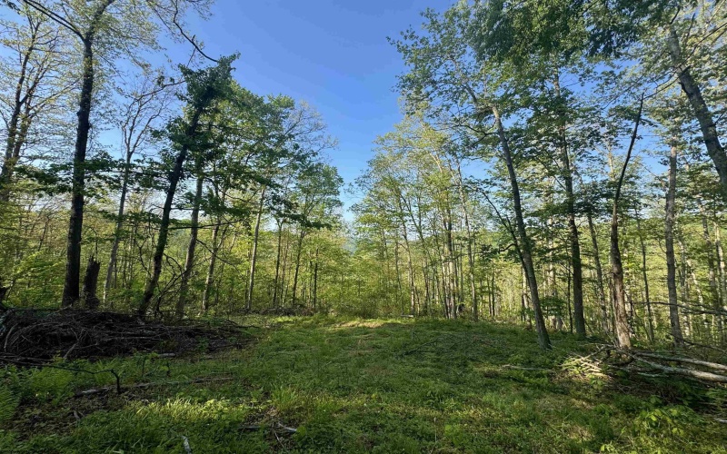 Tract A John Orr Road, Independence, West Virginia 26374, ,Lots/land,For Sale,John Orr,10165046