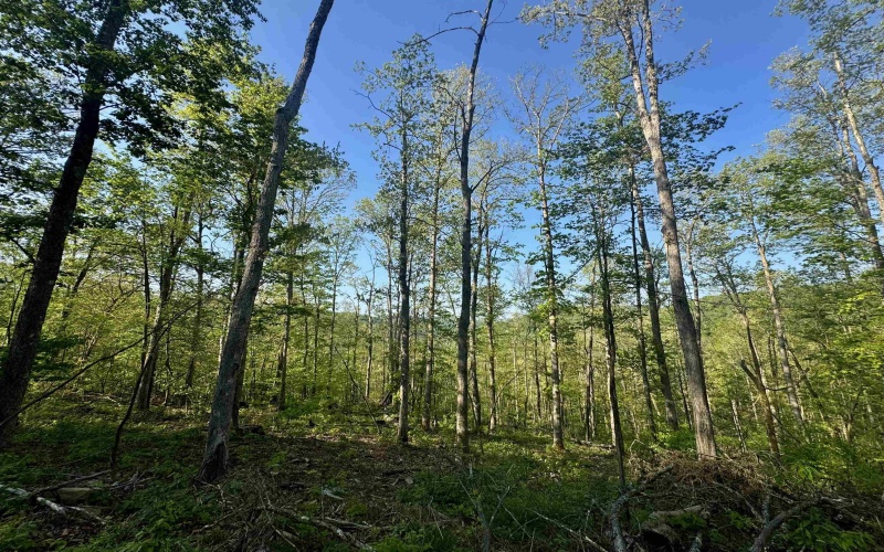 Tract A John Orr Road, Independence, West Virginia 26374, ,Lots/land,For Sale,John Orr,10165046