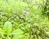 Tract A John Orr Road, Independence, West Virginia 26374, ,Lots/land,For Sale,John Orr,10165046